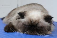 Large_Male_Seal_Point_Persian02