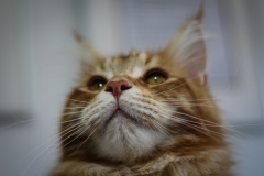 Young_Red_Male_Maine_Coon03